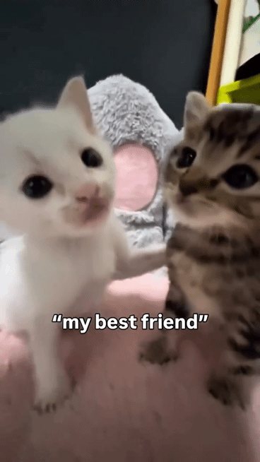 Me and my friend working on Guess The ARK